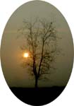 Foggy tree