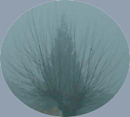 fog4
