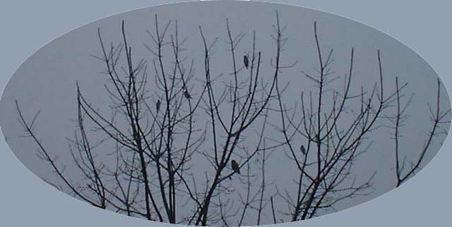 fog5