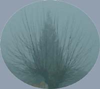 fog4