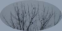 fog5