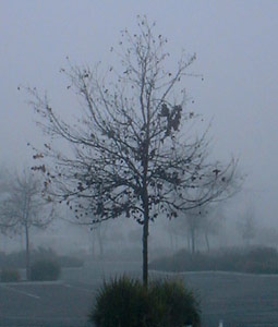 fog