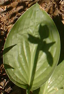 leaf