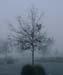 fog