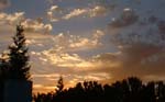 California Gold