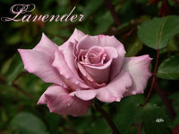 Something soothing...