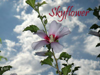 Against the sky...
